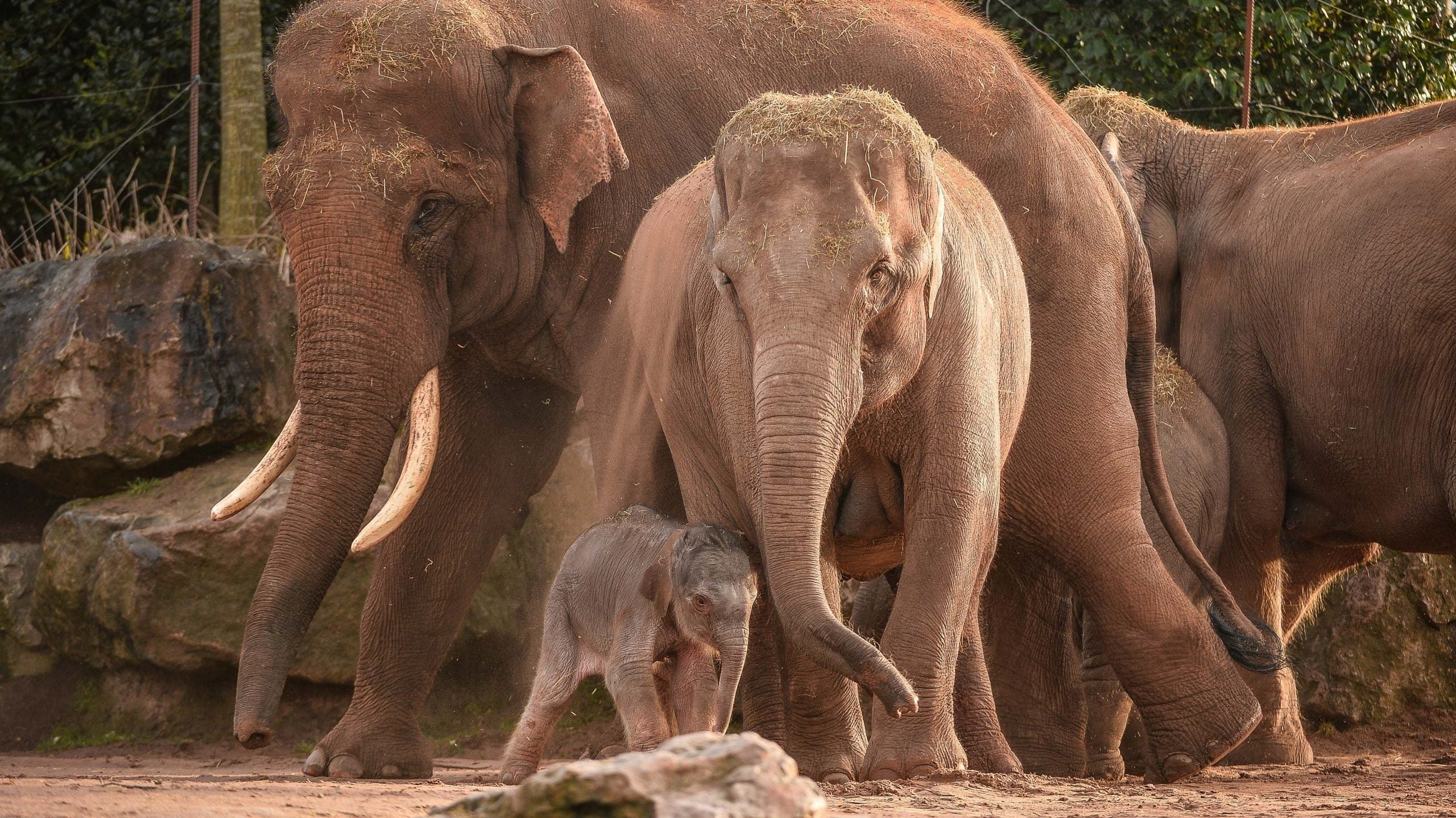 WOMAG's innovative weighing solution supports Chester Zoo Asian Elephant study