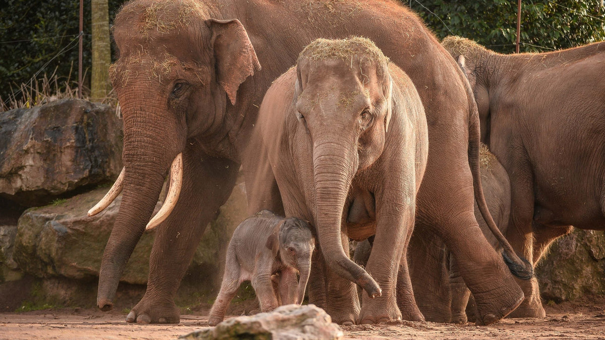 A young elephant calf with grayish-brown, wrinkled skin and small tusks stands near larger elephants in a naturalistic enclosure
