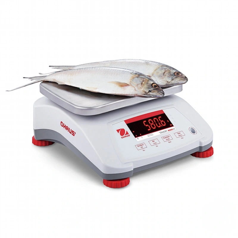 White and gray ohaus vector 4000 digital scale with red feet, displaying a weight of 580.6 grams on its screen while holding two silver fish