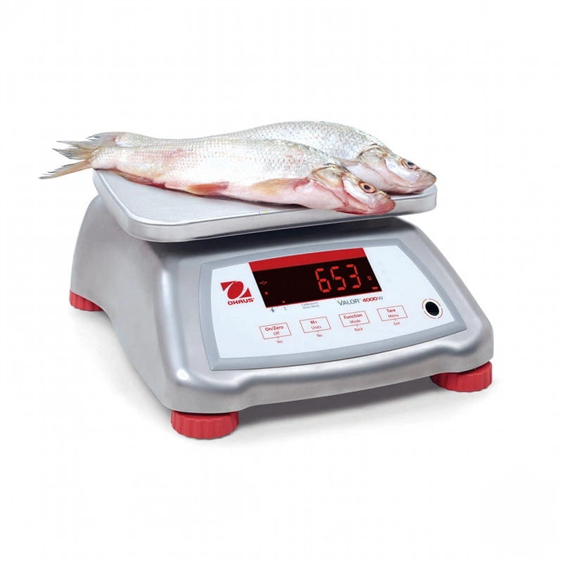 Silver and red ohaus valor 3000n digital scale with two whole fish resting on its platform