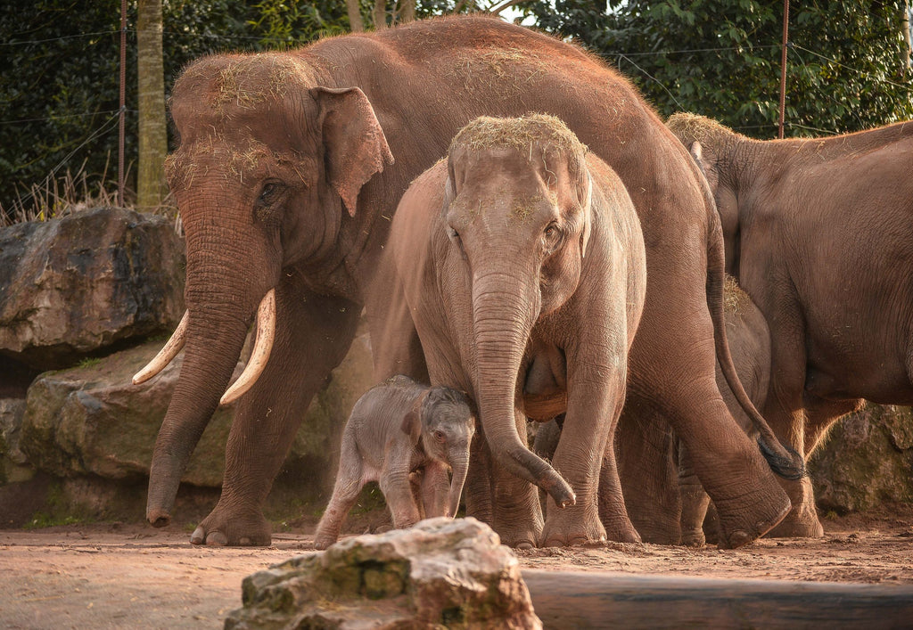 Coventry Scale Company innovative weighing solution supports Chester Zoo Asian Elephant study