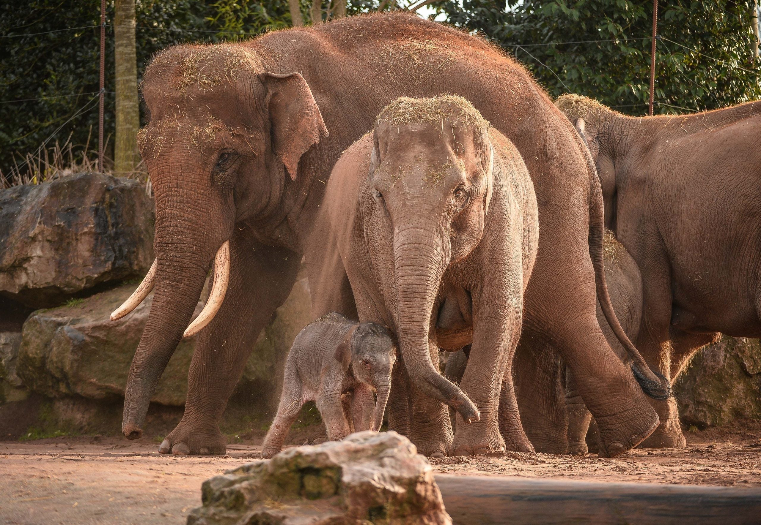 WOMAG's innovative weighing solution supports Chester Zoo Asian Elephant study